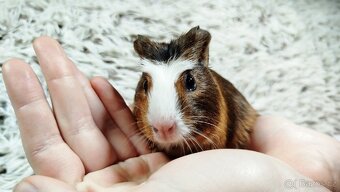 Morče, Morčata, Morče, Morčata - JACOB A JAMES - 9