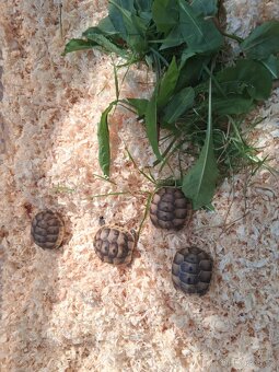 prodám mláďata želv + kompletní terárium - 9