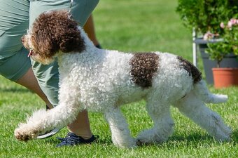 Lagotto romagnolo s PP - volný poslední pejsek- - 9