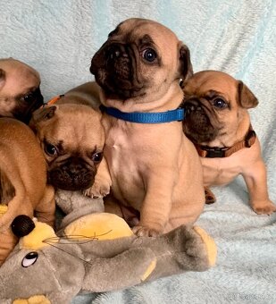 Francouzský buldoček s PP - 9