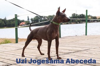 Americký bezsrstý teriér AHT - 9