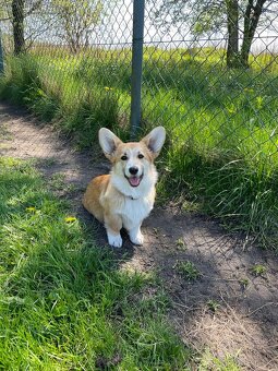 corgi pembrok sPP - 9