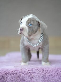 American Bully XL / XXL - 9