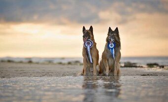 Belgický ovčák malinois s PP - 9