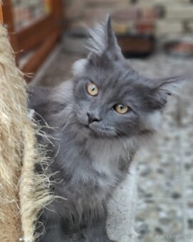 Maine coon, mainska myvalia s PP - 9