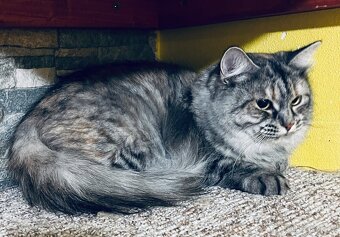 Sibiřská kočka a kocour 1,5 roku s PP - 9