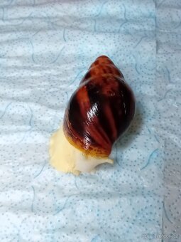 Africký  šnek Archachatina Marginální  suturalis - 9