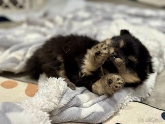 Pomeranian - luxusní štěňátka - 9