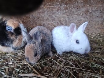 Zakrslí králíčci - 9