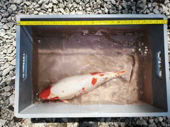 KOI kapr cca 50cm - 9