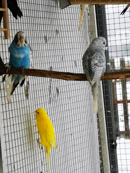 Andulka vlnkovaná 2025 po výstavních rodičích - 9