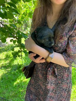 Labradorský retriever - štěňátka - 9