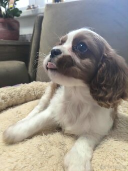 Kavalir,cavalir king charles spaniel - 9