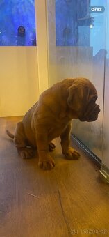 Bordeauxska doga s PP - 9