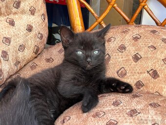 Darujeme koťátka - Tři bratři 🐈 (i jednotlivě) - 9