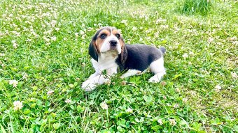 Štěně bígla Praha / bigl, bígl, beagle štěňata - 9