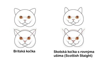 skotská kočička s rovnýma ušima (bez PP) v stribrne barve - 9