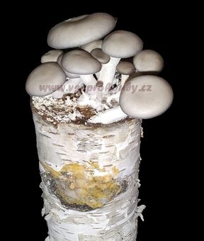 Sadba - Hlíva ústřičná, plicní, modrá, růžová, královská - 9