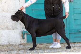 Cane corso šteniatka s rodokmeňom - 9