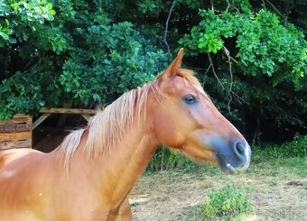 Dvouletý valach pony - 9
