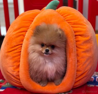 Mini Pomeranian s PP - 9