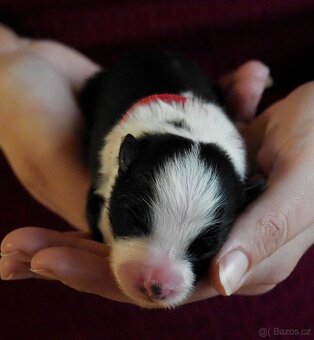 Border kolie s PP - 9