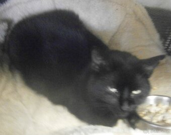 Černá, hodná, klidnější 2,5letá kočička Šmudlinka Micinka - 9