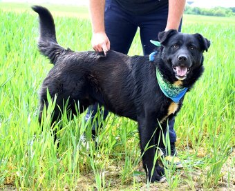 CHICAGO K ADOPCI - 3 ROKY, KONTAKTNÍ, HRAVÝ, AKTIVNÍ - 9