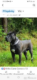 Štěňata Cane Corso - 9