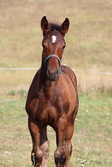 ČT hřebeček 2025 - Možnost splátek - 9