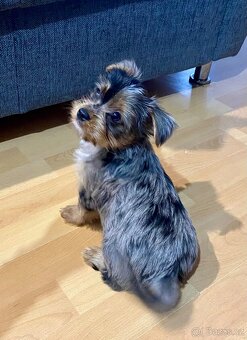 Jorkšírský teriér - 9