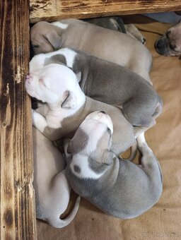 American Bully Standard - 9