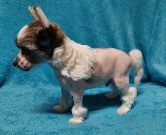 Čínský chocholatý pes - 9