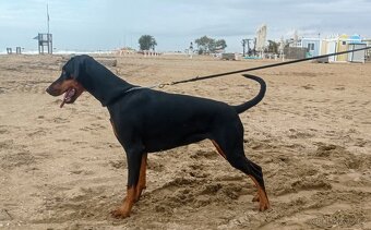 Dobrman -  štěňata s PP - 9