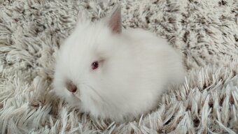 Zakrslý králík, králíček -(TEDDY)-HERBERT A HEIDY - 9