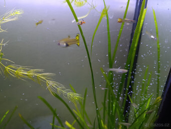 Akvarijní rostliny, akvarijní rybičky - Vsetín - 9
