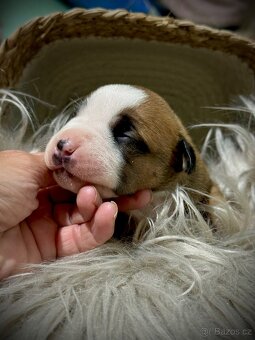 American Bully ABKC - 9