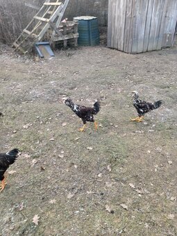 Kohoutci orlovka pestrá a černá - 9