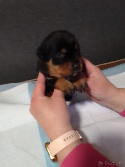 Štěňátka - 9
