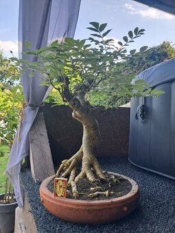 Bonsaj,bonsai Jasan Ztepilý - 9