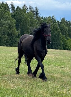 Klisna fellského pony - 9