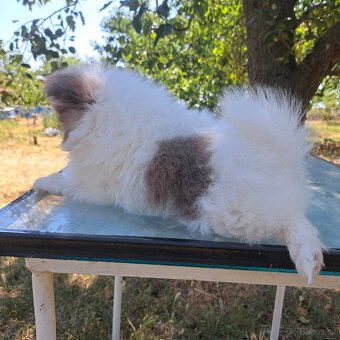 Pomeranian - 9