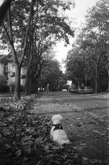 Zeiss Ikon Box Tengor 56/2 - 9