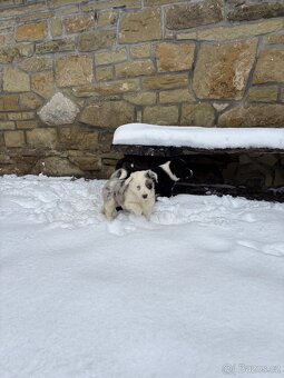 Krásná štěňátka border kolie - 9