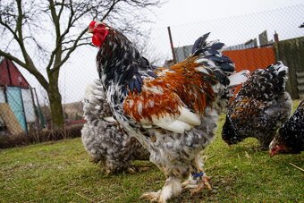 Brahmánky porcelánové 🥚🐣 (násadová vejce i kuřátka) - 9