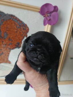 Mops - štěňata s PP - 9