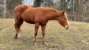 APH-American Paint horse - 9