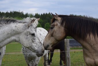 Valach paint horse 8 let - 9