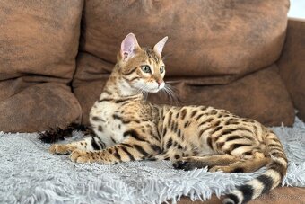 Bengálský kocourek / kotě s PP - 9