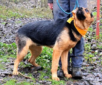 FIBI K ADOPCI - HODNÉ ZLATÍČKO, ZASLOUŽÍ SI MILUJÍCÍ RODINU - 9